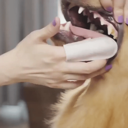 🦷 DentaPaw™ – Easy, fast, and stress-free dental cleaning (50pcs)