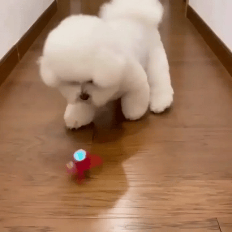🪀ChaseBall® – Interactive Ball for Dogs and Cats