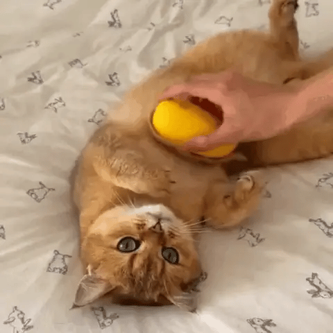 ✨SteamBrush™ – Steaming Brush for Dogs and Cats