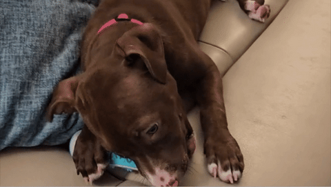 🦷 DentiCool™ – Daily Dental Care and Wellness for Your Dog
