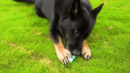 🦷 DentiCool™ – Daily Dental Care and Wellness for Your Dog