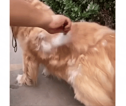 🪮HairClear™ – Knot Remover and Deshedding Brush